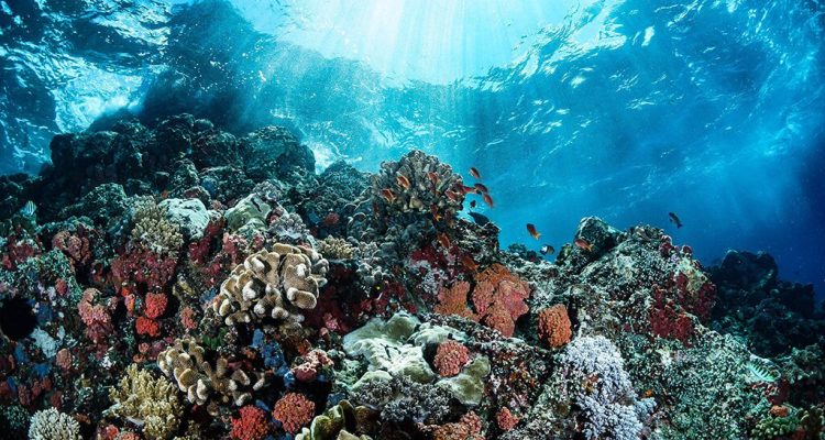 Birthing a New-Coral Reef