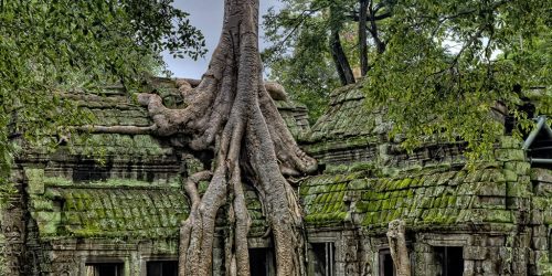 will planting trees save our planet