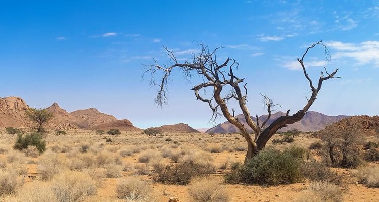 The Great Green Wall Africa