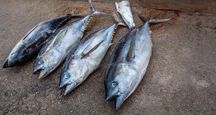 fishery sustainability