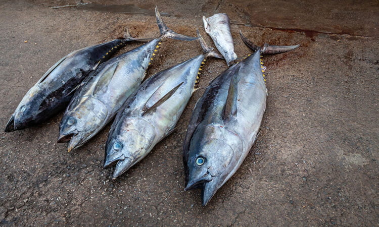 Fishery Sustainability