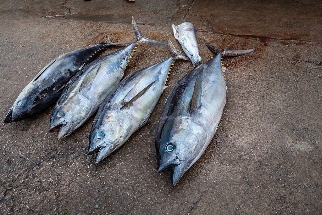 fishery sustainability