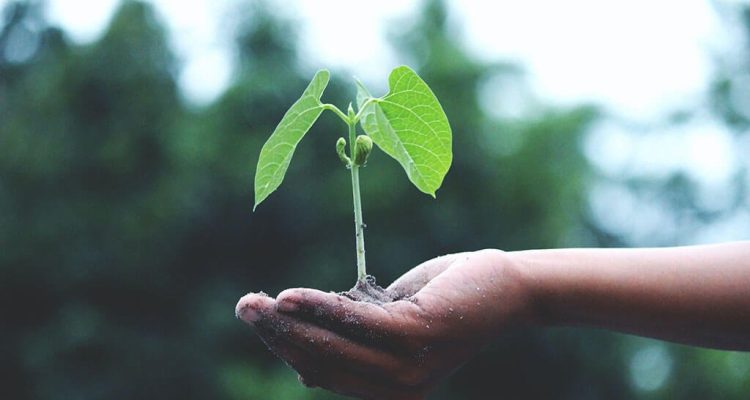 become carbon negative