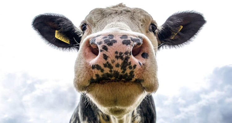 Vegan diet, am I getting enough protein?