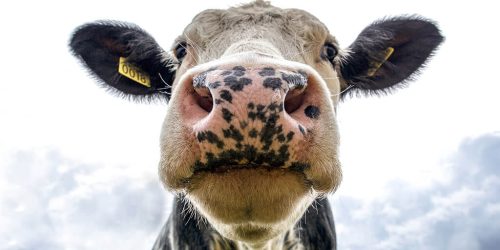 Vegan diet, am I getting enough protein?