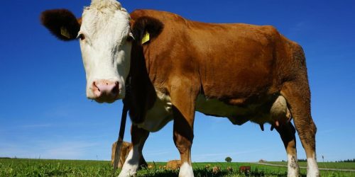 Major dairy brands lag on methane reduction