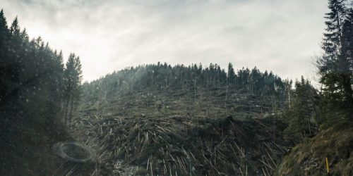 EU deforestation law